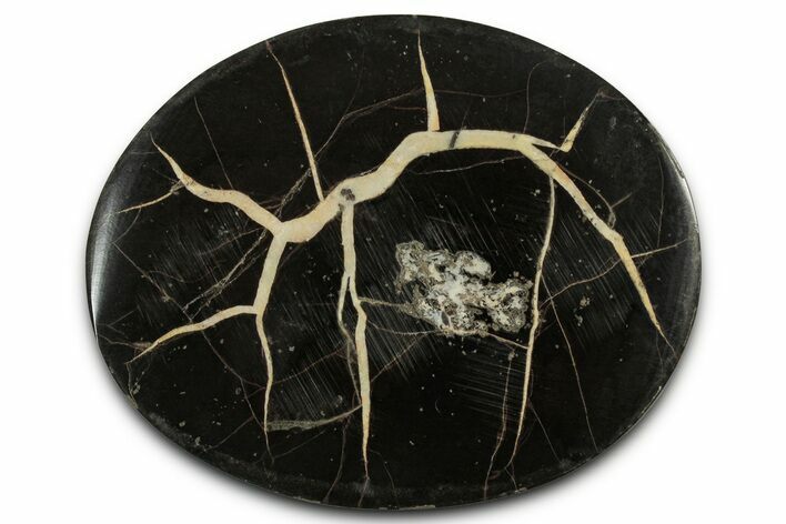 Polished Fish Coprolite (Fossil Poo) Nodule Half - Scotland #355204